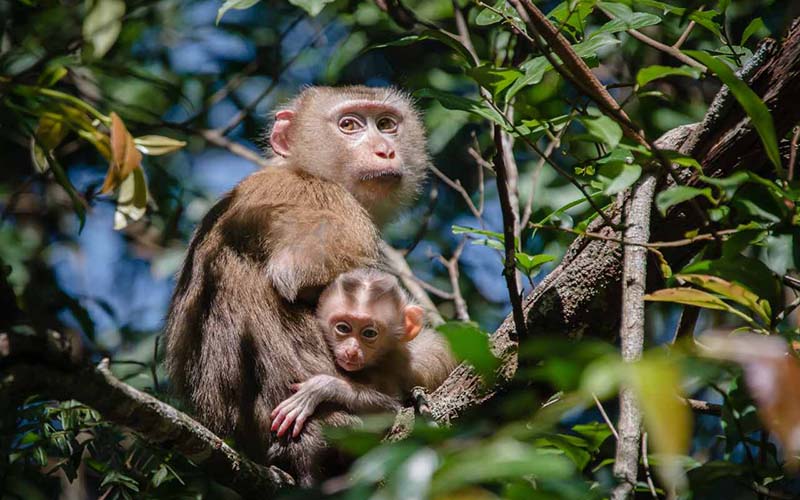 Khao Yai National Park, Thailand