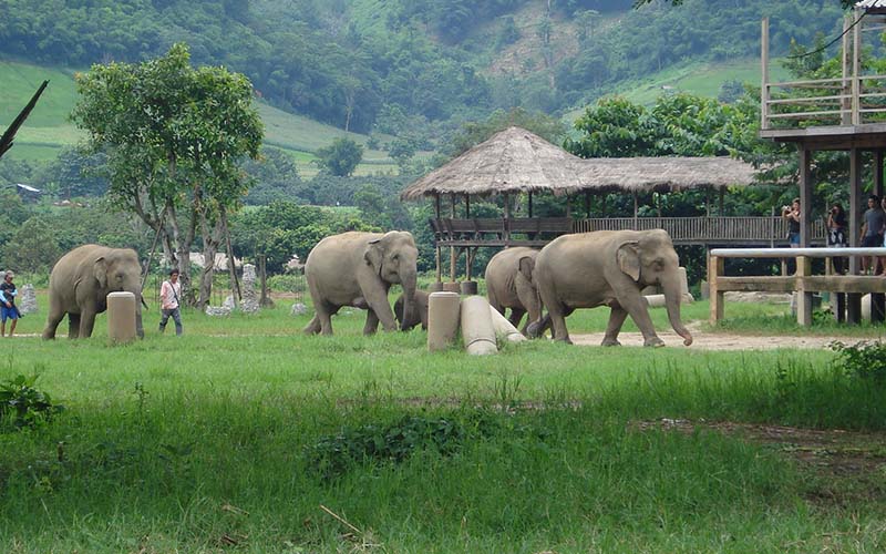 How to reach elephant nature park