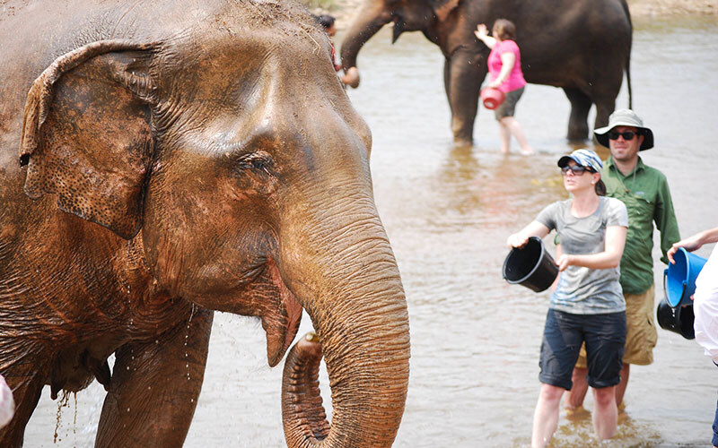 Thai Elephant Sanctuary